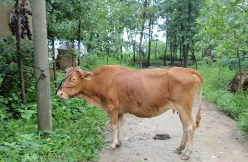 长岭最新求一个套医保卡的黄牛是真的吗方法分析(最方便真实的长岭求一个套医保卡的黄牛是真的吗还是假的方法)